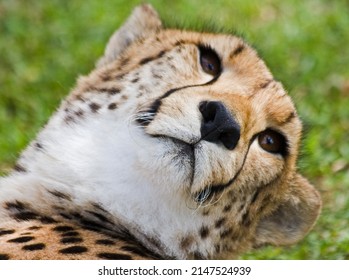 African Cheetah Close Up Eyes