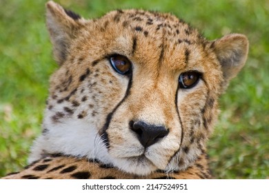 African Cheetah Close Up Eyes