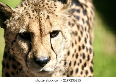 African Cheetah Eyes Closeup Blurred Background