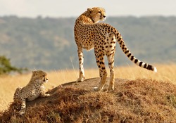 African Cheetahs (Acinonyx Jubatus) On The Masai Mara National Reserve Safari In Southwestern Kenya.