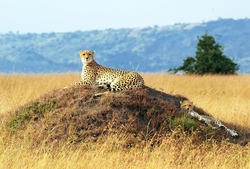 African Cheetahs (Acinonyx Jubatus) On The Masai Mara National Reserve Safari In Southwestern Kenya.