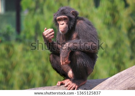 African chimpanzee at Indian wildlife sanctuary. Chimps among all apes are closest to humans in behavioral traits. They are considered most intelligent of all primates.