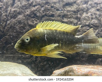 African Cichlids Wild Caught Fresh Water Stock Photo (Edit Now) 1924163204