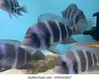 African Cichlids Wild Caught Fresh Water Stock Photo 1924163267 ...