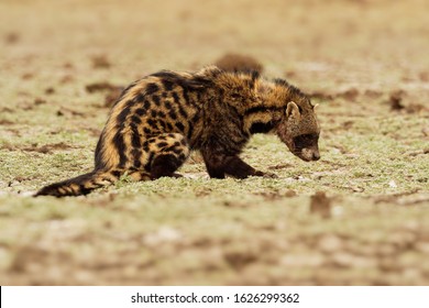 African Civet Civettictis Civetta Large Viverrid Stock Photo 1626299362 ...