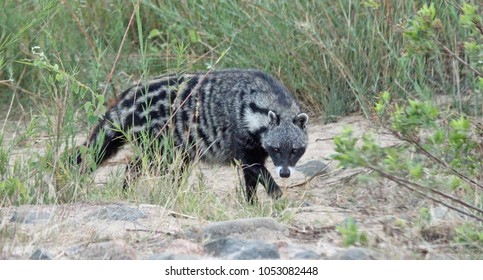 African Civet In Kruger Park