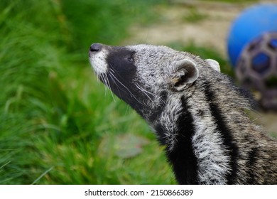 African Civet Looking For Food