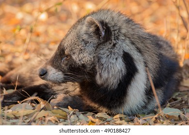 African Civet Mammal Kruger National Park