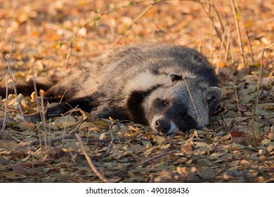 African Civet Mammal Kruger National Park