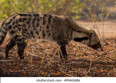 African Civet Mammal Kruger National Park