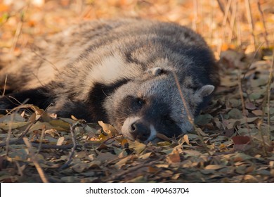 African Civet Mammal Kruger National Park