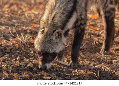 African Civet Mammal Kruger National Park