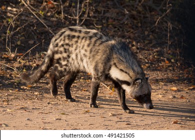 African Civet Mammal Kruger National Park