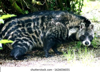 African Civet Walking In Nature