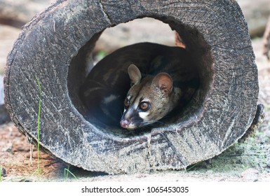 African Civet At The Zoo