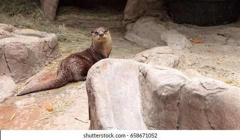 African Clawless Otter Aonyx Capensis Can Be Found In Sub-Saharan Africa