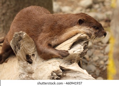 An African Clawless Otter Resting On A Log Along The Ocean.