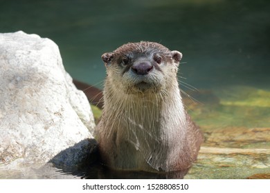 African Clawless Otter(Cape Clawless Otter)