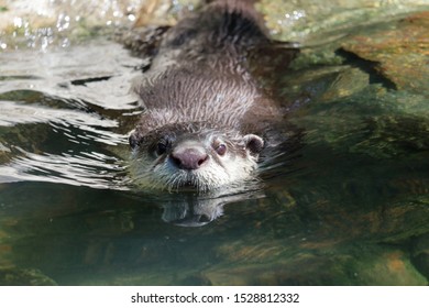 African Clawless Otter(Cape Clawless Otter)