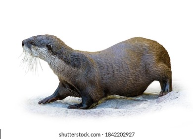 African Clawless Sea Otter (Aonyx Capensis) Isolated On White Background.