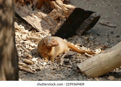 The African Common Dwarf Mongoose