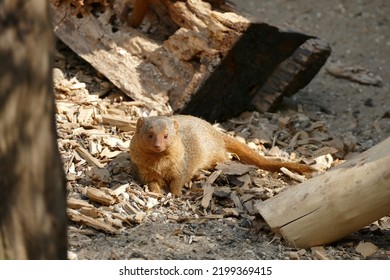 The African Common Dwarf Mongoose