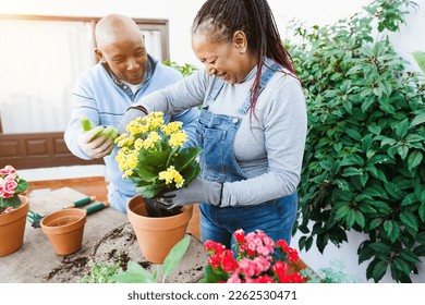 African couple preparing flowers plants inside home garden outdoor - Focus on senior woman face - Powered by Shutterstock