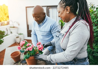 African couple preparing flowers plants inside home garden outdoor - Main focus on woman ear - Powered by Shutterstock