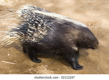 African Crested Porcupine