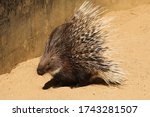 African crested porcupine hystrix cristata