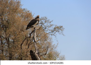 African Crowned Eagle