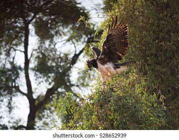 African Crowned Eagle