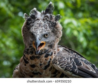 African Crowned Eagle
