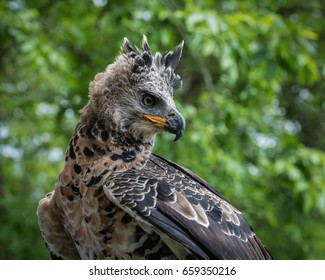 African Crowned Eagle
