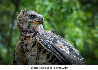 African Crowned Eagle
