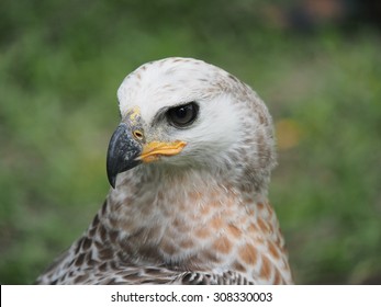 The African Crowned Eagle (Head)