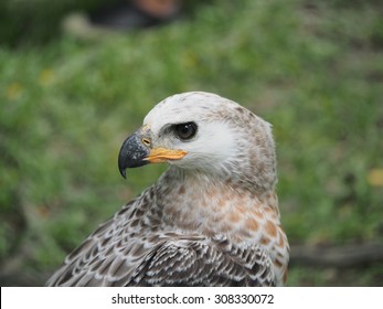 The African Crowned Eagle (Head)