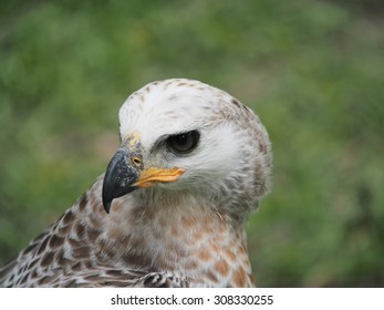 The African Crowned Eagle (Head)