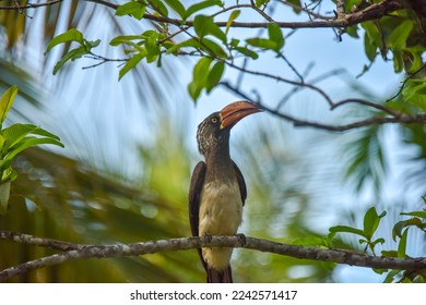 The african crowned hornbill Lophoceros alboterminatus bird perched in a dense green jungle forest spotted on a sunny day in Jozani Chwaka Bay National Park in Zanzibar, Tanzania - Powered by Shutterstock