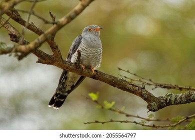 African Cuckoo - Cuculus gularis species of cuckoo in the family Cuculidae, found in Sub-Saharan Africa where it migrates within the continent, grey birdperching on the branch in the tree.