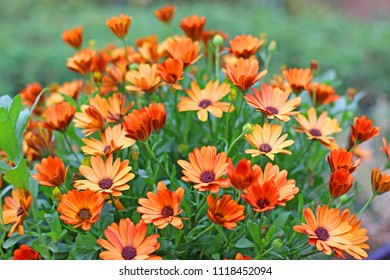 African Daisies (Arctotis)