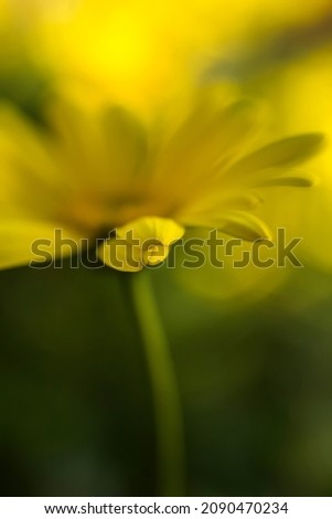 bluring wildflowers