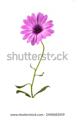 Osteosperemum ecklonis, Dimorphoteca ecklonis, Dimorphoteca ecklonis