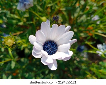 African Daisy Is Also Known As The Daisybush