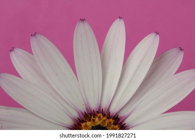 Osteospermum Fruticosum の画像 写真素材 ベクター画像 Shutterstock