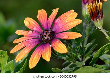 African Daisy - Osteospermum Purple Sun with water droplets