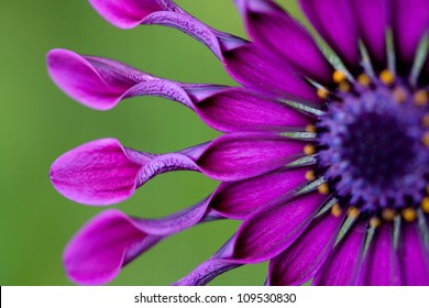 African Daisy or Osteospermum tropical flower.USA, Hawaii, Maui - Powered by Shutterstock