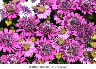 African daisy purple flowers - Latin name - Osteospermum 3D Purple