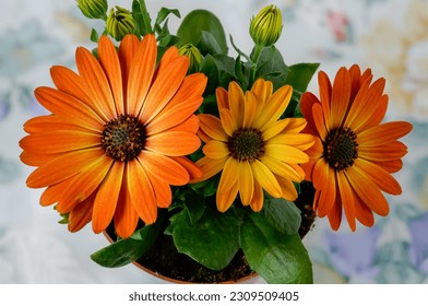 African daisy,Osteospermum,delicate flowers in warm, sunny colors,two-color petals of orange yellow,showy ornamental plant in full bloom from a close distance, composition on a delicate background - Powered by Shutterstock