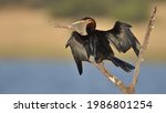 African Darter, Anhinga rufa, bird